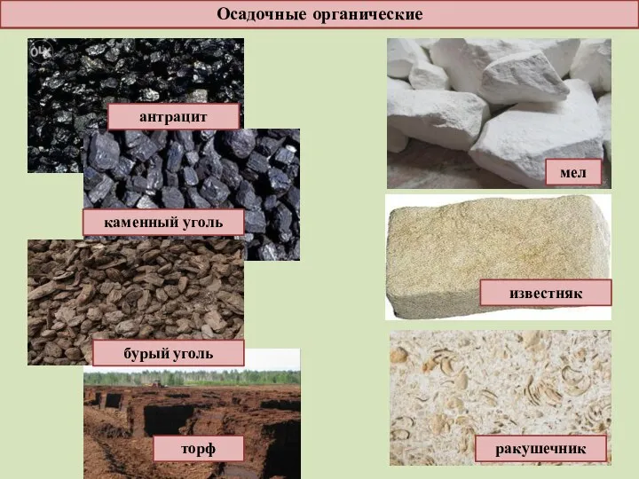 Осадочные органические антрацит каменный уголь бурый уголь торф ракушечник мел известняк