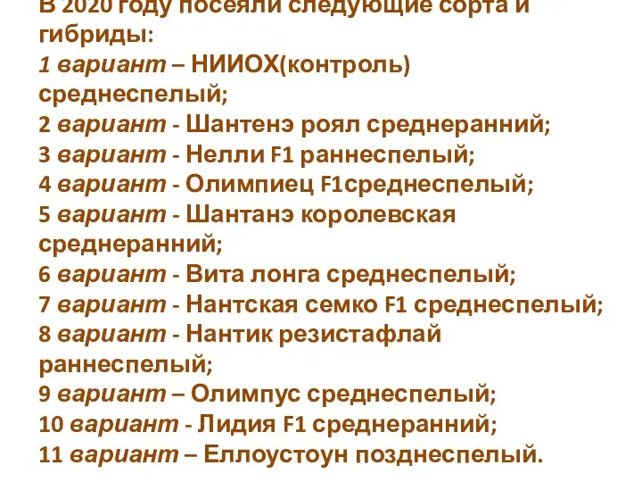 В 2020 году посеяли следующие сорта и гибриды: 1 вариант – НИИОХ(контроль)