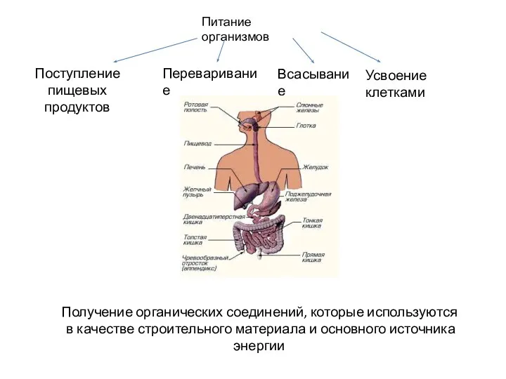 Питание организмов Поступление пищевых продуктов Переваривание Всасывание Усвоение клетками Получение органических соединений,