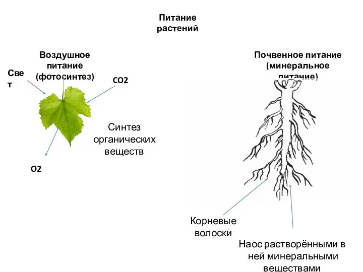 Питание растений Воздушное питание (фотосинтез) CO2 O2 Свет Синтез органических веществ Почвенное