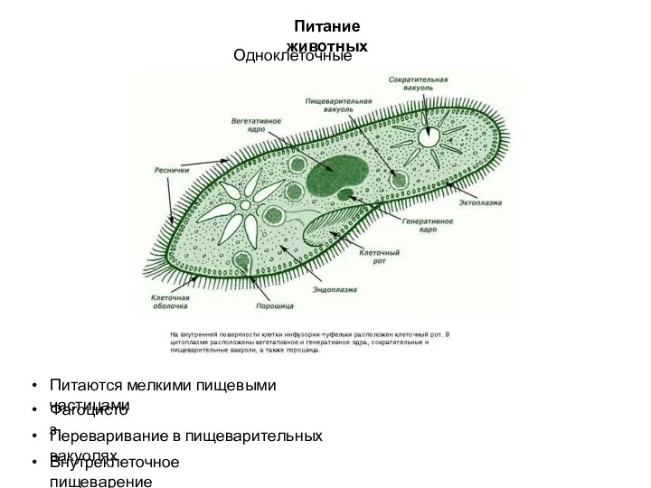 Питание животных Одноклеточные животные Питаются мелкими пищевыми частицами Фагоцистоз Переваривание в пищеварительных вакуолях Внутреклеточное пищеварение