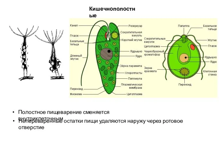 Кишечнополостные Полостное пищеварение сменяется внутриклеточным Непереваренные остатки пищи удаляются наружу через ротовое отверстие