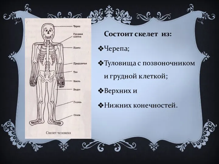 Состоит скелет из: Черепа; Туловища с позвоночником и грудной клеткой; Верхних и Нижних конечностей.