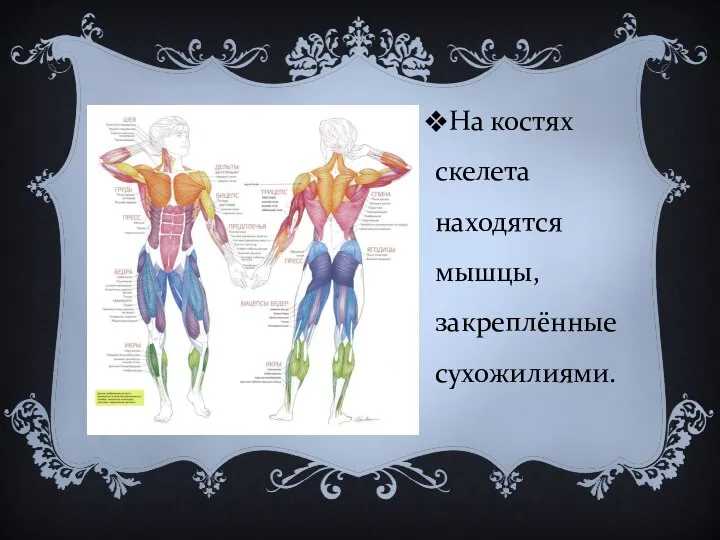На костях скелета находятся мышцы, закреплённые сухожилиями.