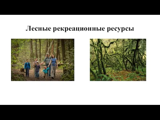 Лесные рекреационные ресурсы