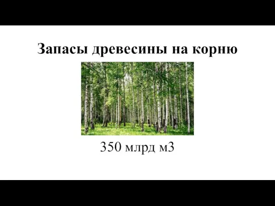 Запасы древесины на корню 350 млрд м3