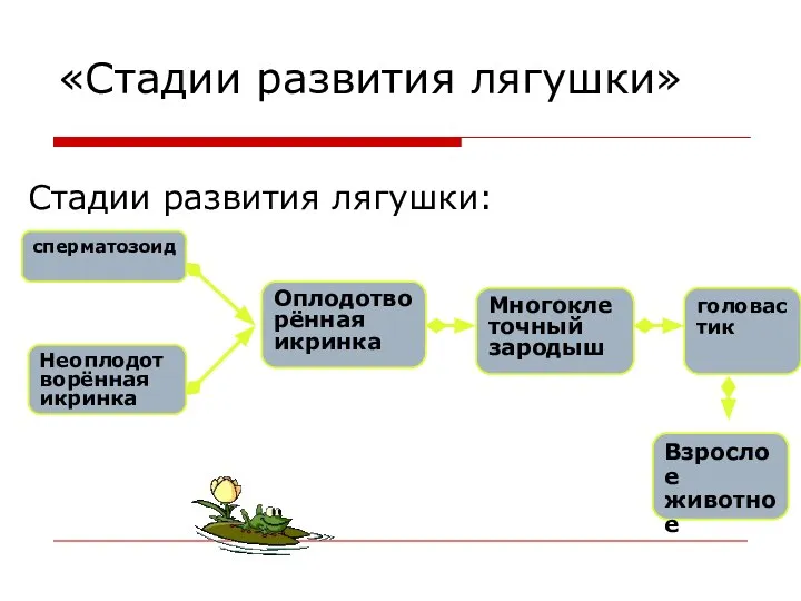 «Стадии развития лягушки» Стадии развития лягушки: сперматозоид Неоплодотворённая икринка Оплодотворённая икринка Многоклеточный зародыш головастик Взрослое животное