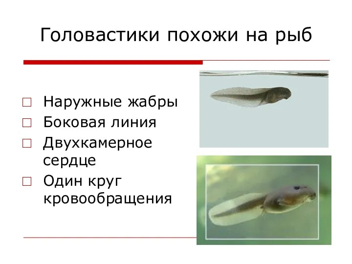 Головастики похожи на рыб Наружные жабры Боковая линия Двухкамерное сердце Один круг кровообращения