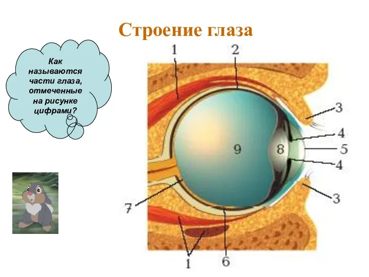 Как называются части глаза, отмеченные на рисунке цифрами? Строение глаза