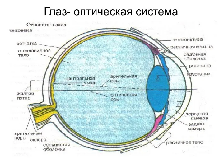 Глаз- оптическая система