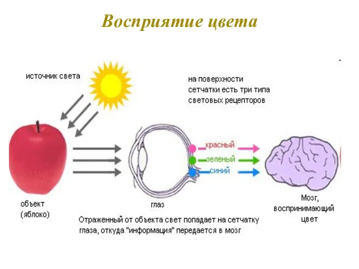 Восприятие цвета