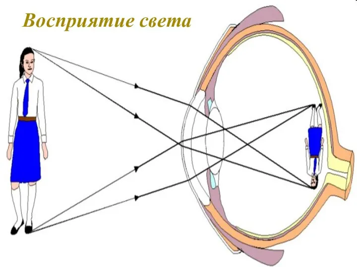 Восприятие света