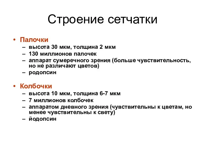 Строение сетчатки Палочки высота 30 мкм, толщина 2 мкм 130 миллионов палочек