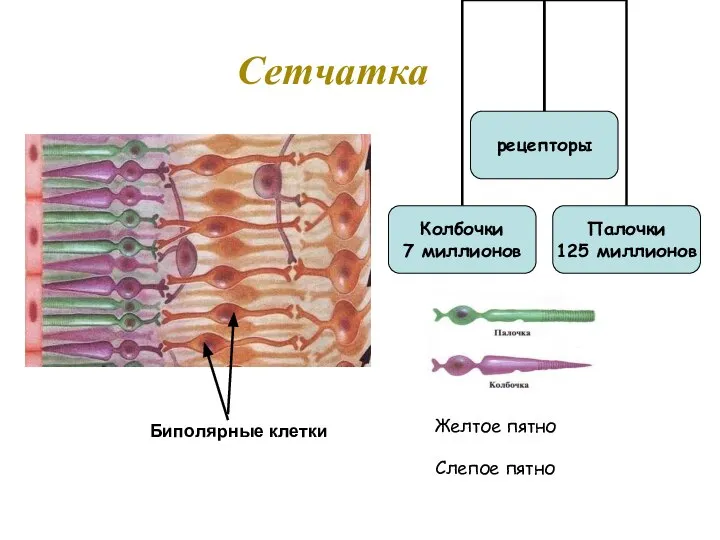 Сетчатка Желтое пятно Слепое пятно Биполярные клетки