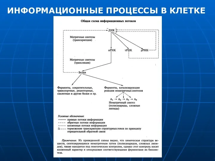 ИНФОРМАЦИОННЫЕ ПРОЦЕССЫ В КЛЕТКЕ