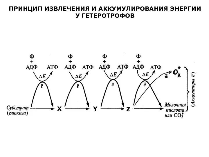 ПРИНЦИП ИЗВЛЕЧЕНИЯ И АККУМУЛИРОВАНИЯ ЭНЕРГИИ У ГЕТЕРОТРОФОВ X Y Z