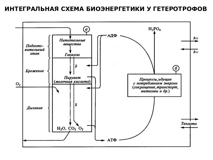 ИНТЕГРАЛЬНАЯ СХЕМА БИОЭНЕРГЕТИКИ У ГЕТЕРОТРОФОВ