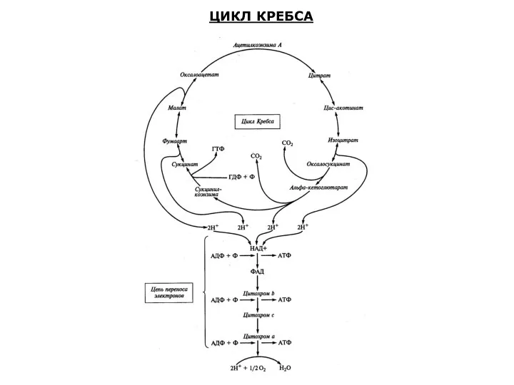 ЦИКЛ КРЕБСА