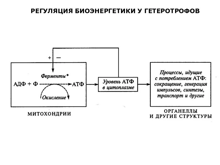 РЕГУЛЯЦИЯ БИОЭНЕРГЕТИКИ У ГЕТЕРОТРОФОВ