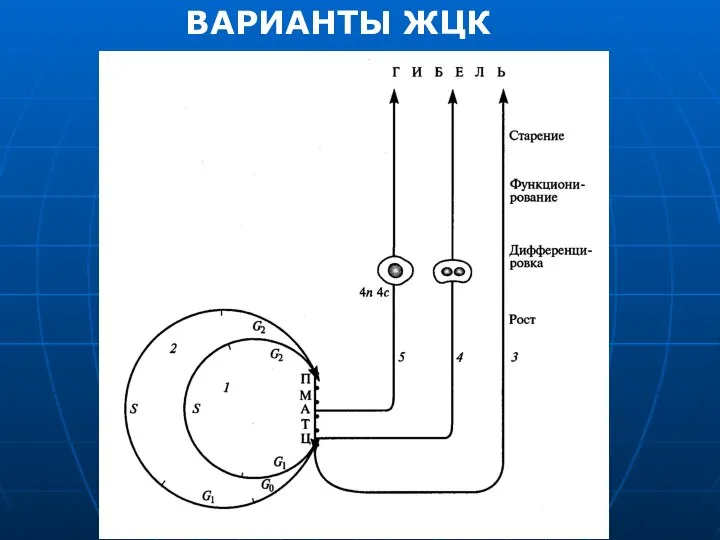 ВАРИАНТЫ ЖЦК