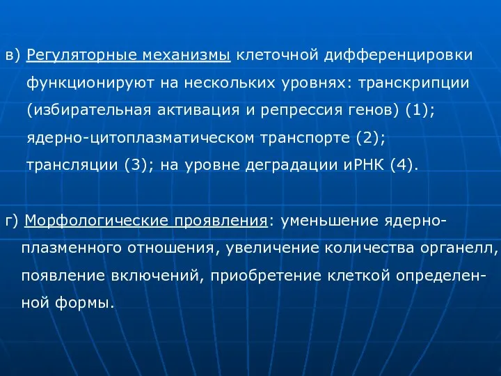 в) Регуляторные механизмы клеточной дифференцировки функционируют на нескольких уровнях: транскрипции (избирательная активация