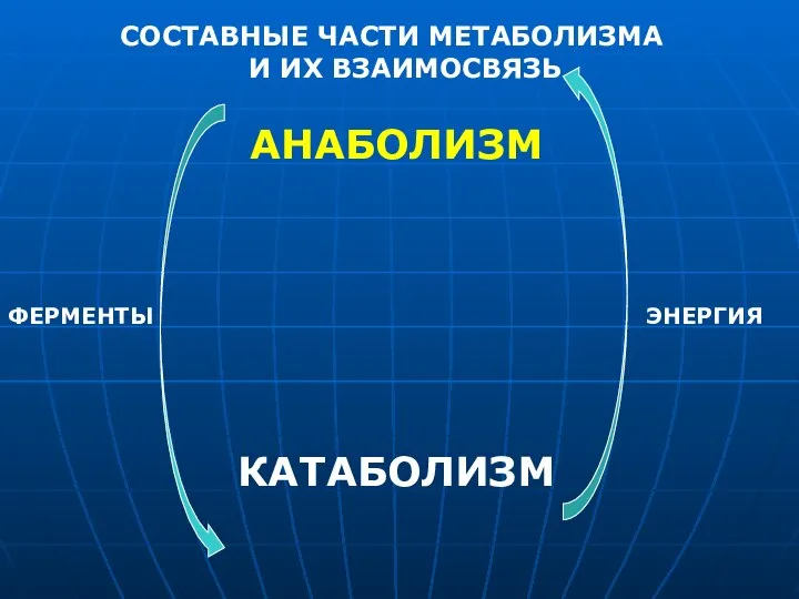 СОСТАВНЫЕ ЧАСТИ МЕТАБОЛИЗМА И ИХ ВЗАИМОСВЯЗЬ АНАБОЛИЗМ КАТАБОЛИЗМ ФЕРМЕНТЫ ЭНЕРГИЯ