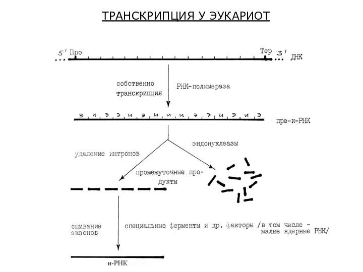 ТРАНСКРИПЦИЯ У ЭУКАРИОТ