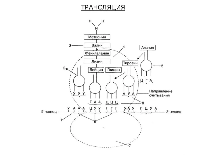 ТРАНСЛЯЦИЯ