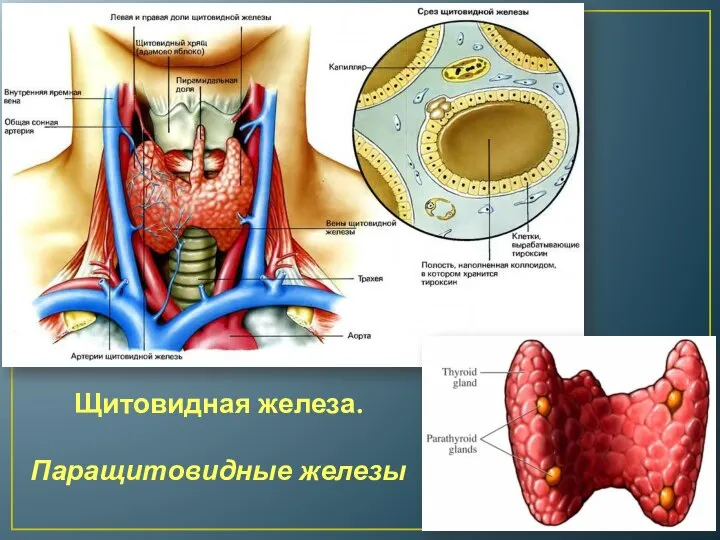 Щитовидная железа. Паращитовидные железы