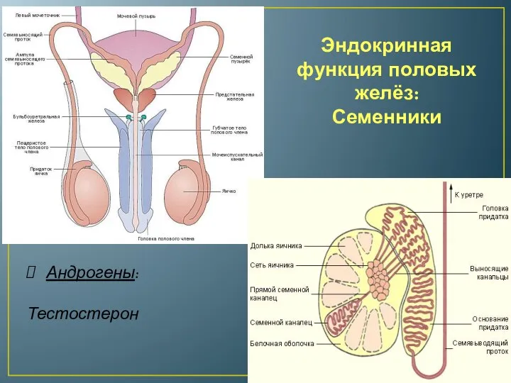 Эндокринная функция половых желёз: Семенники Андрогены: Тестостерон
