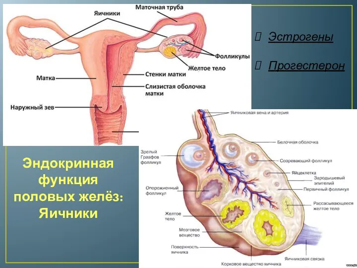 Эндокринная функция половых желёз: Яичники Эстрогены Прогестерон