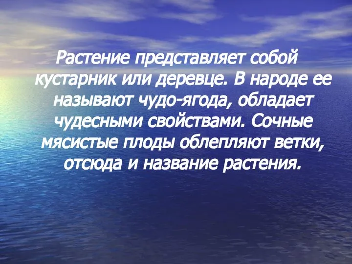 Растение представляет собой кустарник или деревце. В народе ее называют чудо-ягода, обладает