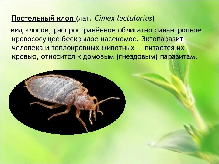 Постельный клоп (лат. Cimex lectularius) вид клопов, распространённое облигатно синантропное кровососущее бескрылое