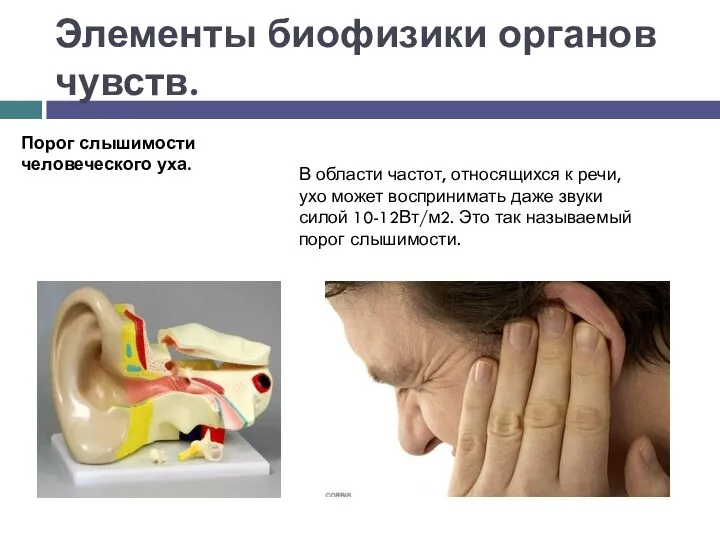 Элементы биофизики органов чувств. В области частот, относящихся к речи, ухо может