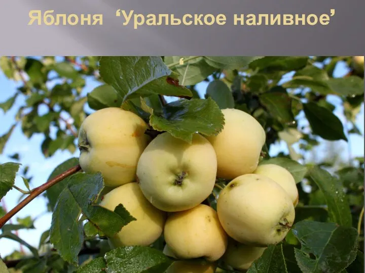 Яблоня ‘Уральское наливное’ ‘