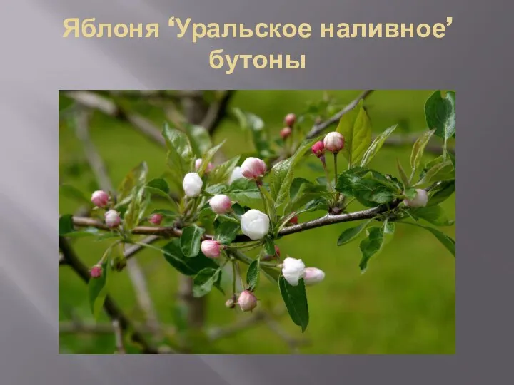 Яблоня ‘Уральское наливное’ бутоны