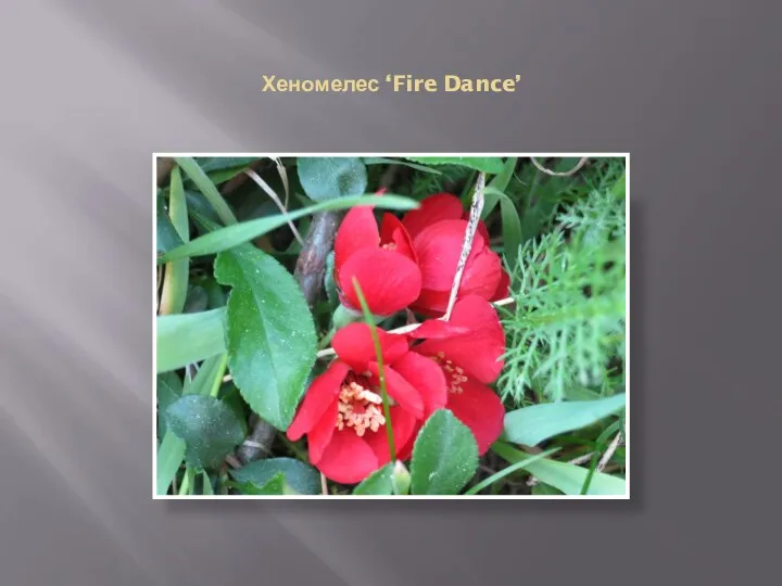 Хеномелес ‘Fire Dance’