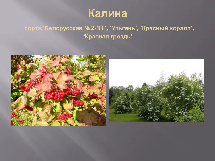 Калина сорта:’Белорусская №2-31’, ‘Ульгень’, ‘Красный коралл’, ‘Красная гроздь’