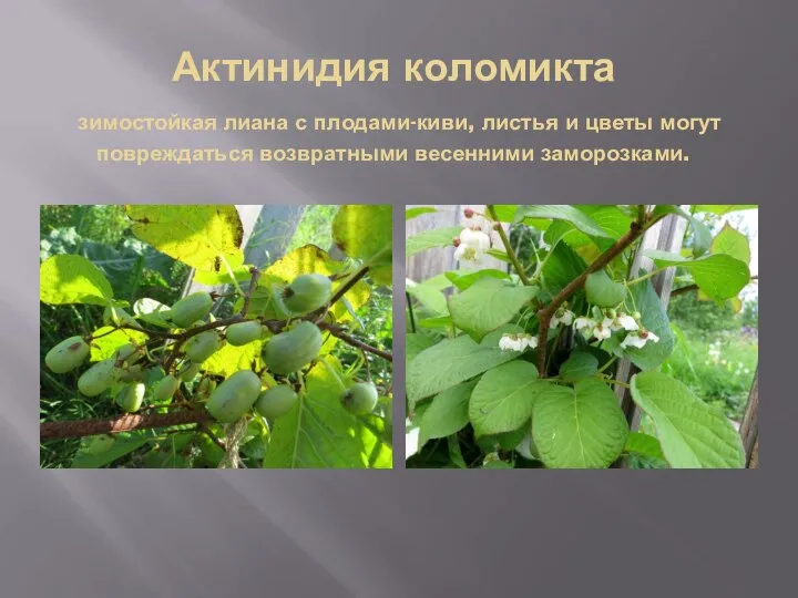 Актинидия коломикта зимостойкая лиана с плодами-киви, листья и цветы могут повреждаться возвратными весенними заморозками.