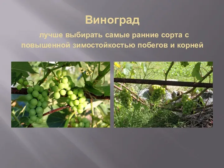 Виноград лучше выбирать самые ранние сорта с повышенной зимостойкостью побегов и корней