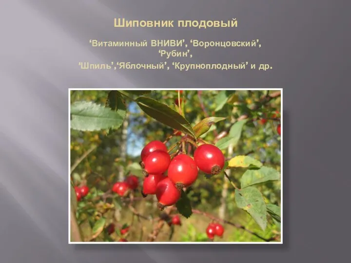 Шиповник плодовый ‘Витаминный ВНИВИ’, ‘Воронцовский’, ‘Рубин’, ‘Шпиль’,‘Яблочный’, ‘Крупноплодный’ и др.