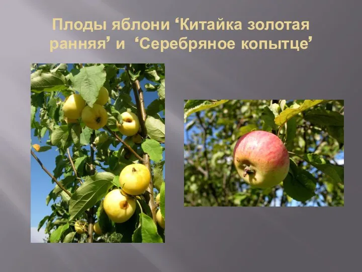 Плоды яблони ‘Китайка золотая ранняя’ и ‘Серебряное копытце’