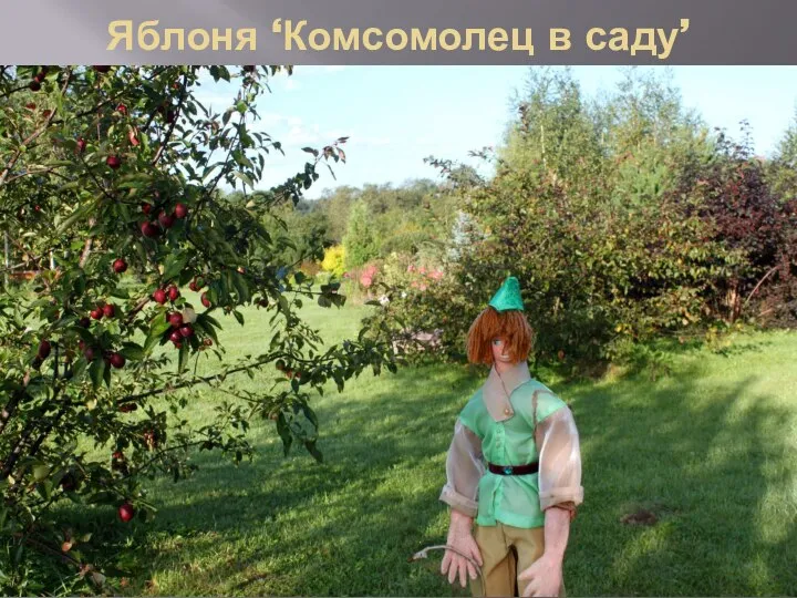 Яблоня ‘Комсомолец в саду’