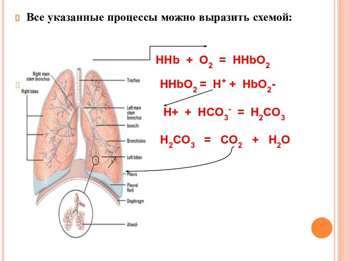 Все указанные процессы можно выразить схемой: HHb + O2 = HHbO2 HHbO2