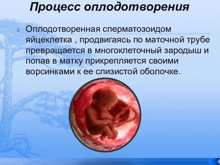 Процесс оплодотворения Оплодотворенная сперматозоидом яйцеклетка , продвигаясь по маточной трубе превращается в