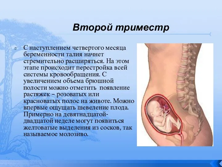 Второй триместр С наступлением четвертого месяца беременности талия начнет стремительно расширяться. На