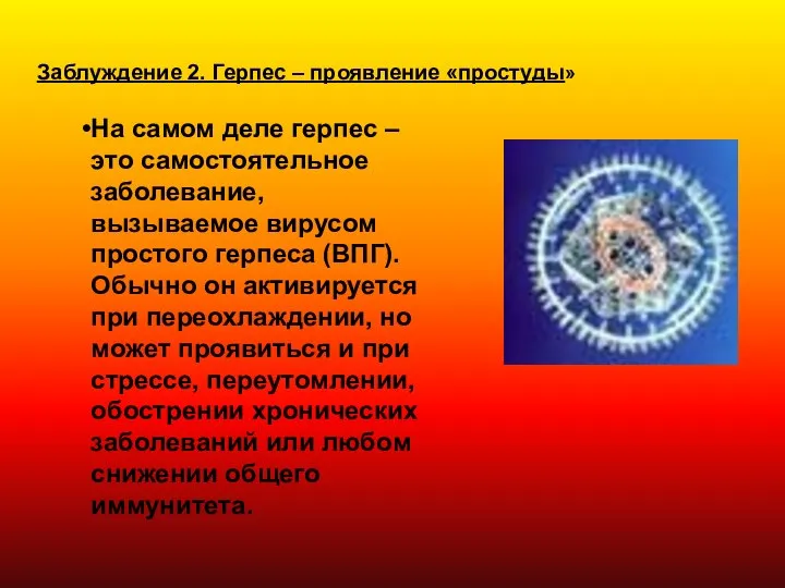 Заблуждение 2. Герпес – проявление «простуды» На самом деле герпес – это