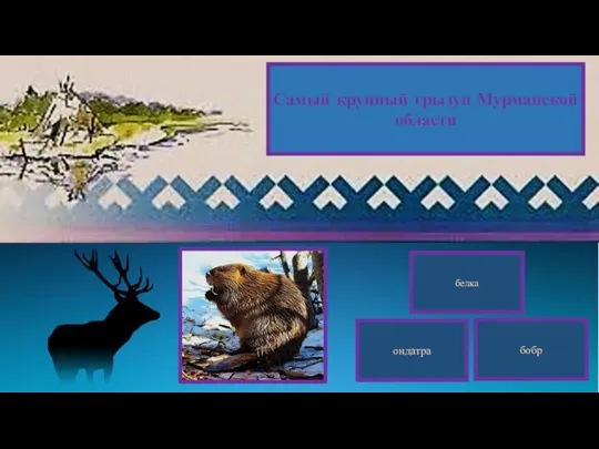 Самый крупный грызун Мурманской области белка бобр ондатра