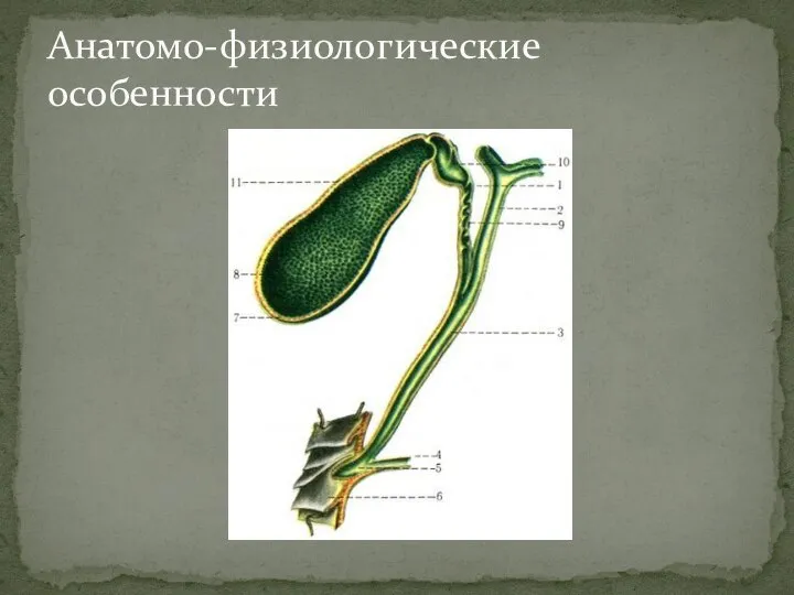 Анатомо-физиологические особенности