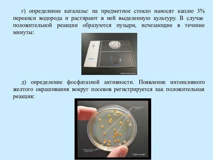 г) определение каталазы: на предметное стекло наносят каплю 3% перекиси водорода и